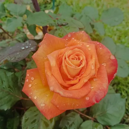 Attico Aventino بيت للعطل روما