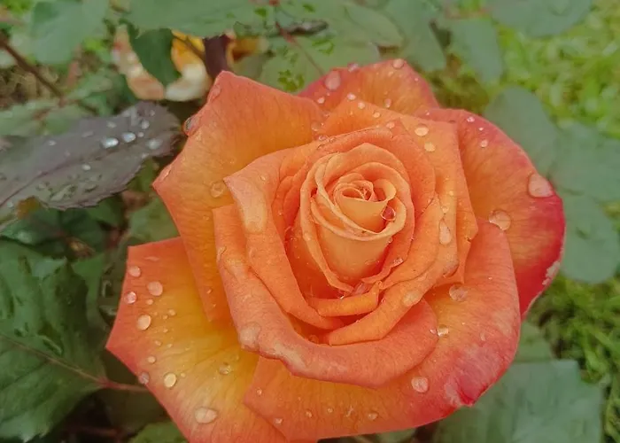 Attico Aventino Casa vacanze Roma